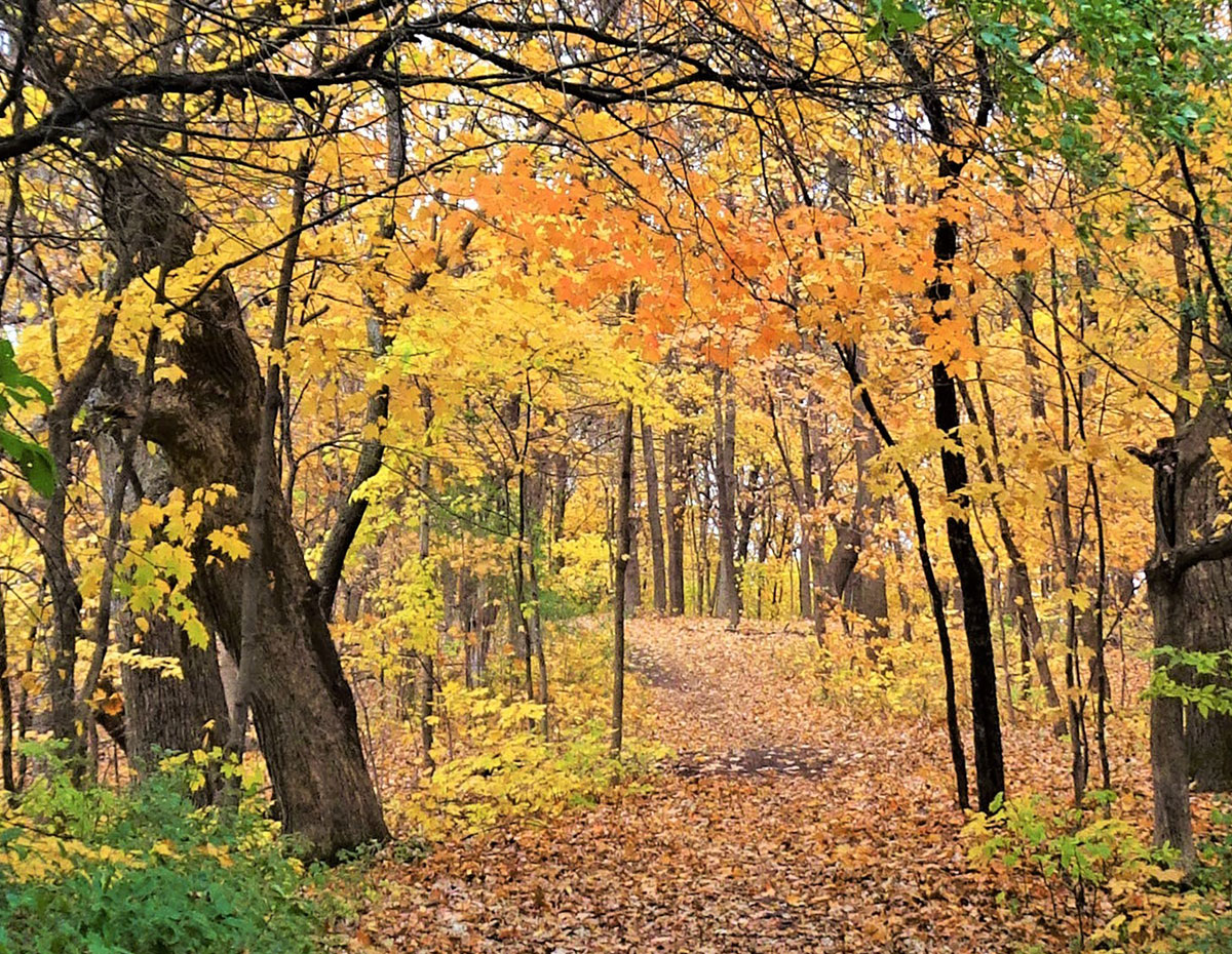 Carver County Fall trails